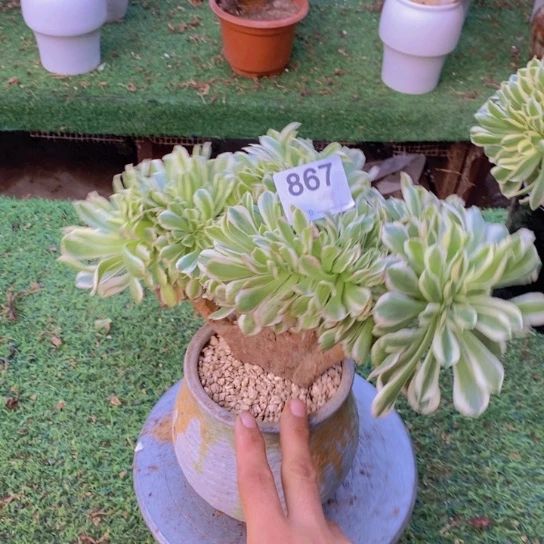 迈巴赫缀化不包损867