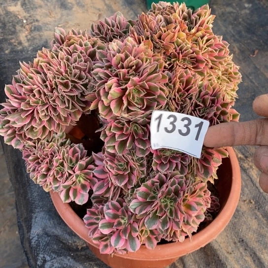 粉女巫缀化不包损1331