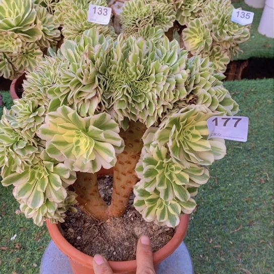 迈巴赫缀化不包损177