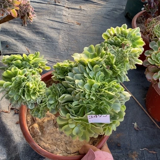 绿豆沙缀化不包损3495