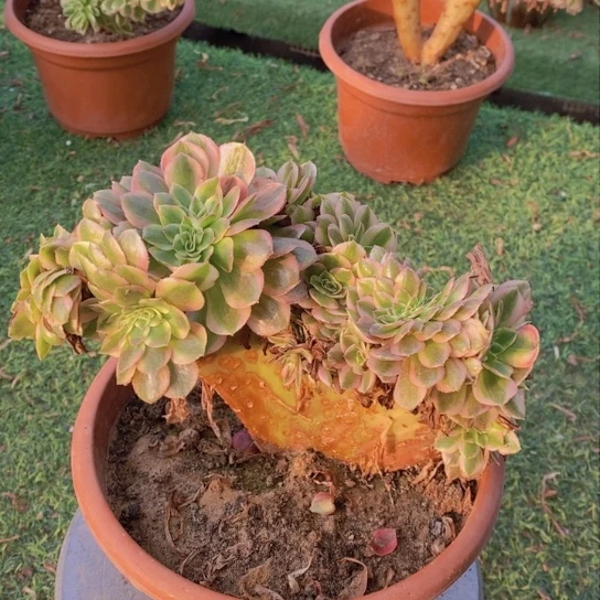 倾城缀化微瑕不包损217