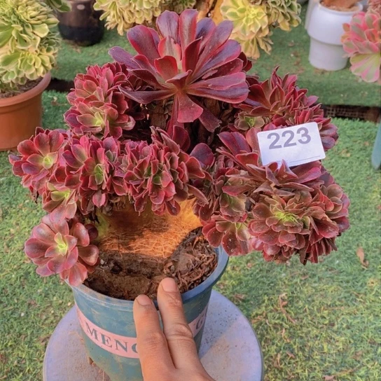 美杜莎缀化不包损223