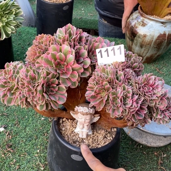 粉女巫缀化微瑕不包损1111