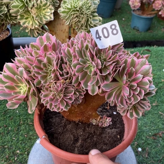 粉女巫缀化不包损408