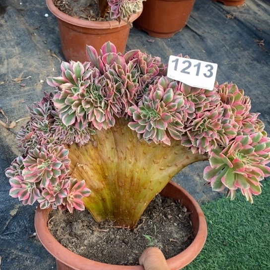 粉女巫缀化不包损1213