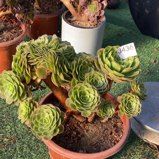 3436万圣节奶白锦自然朵朵缀不包损