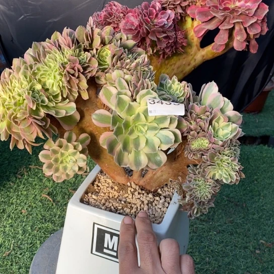 粉女巫缀化不包损3433