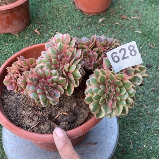 倾城缀化不包损628