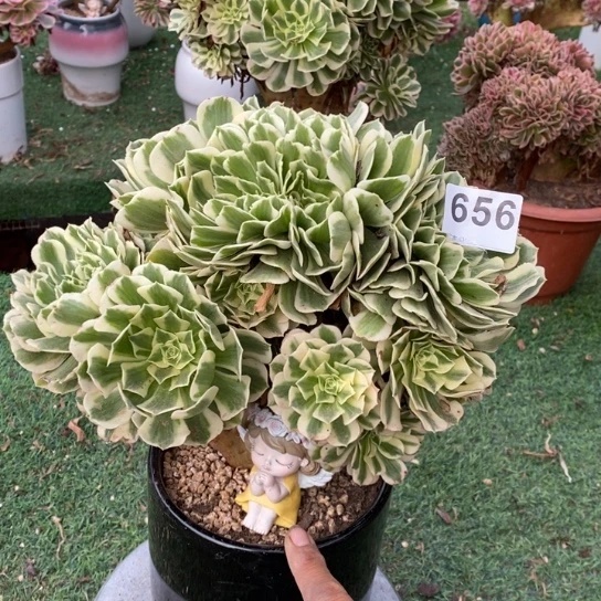 迈巴赫缀化656不包损