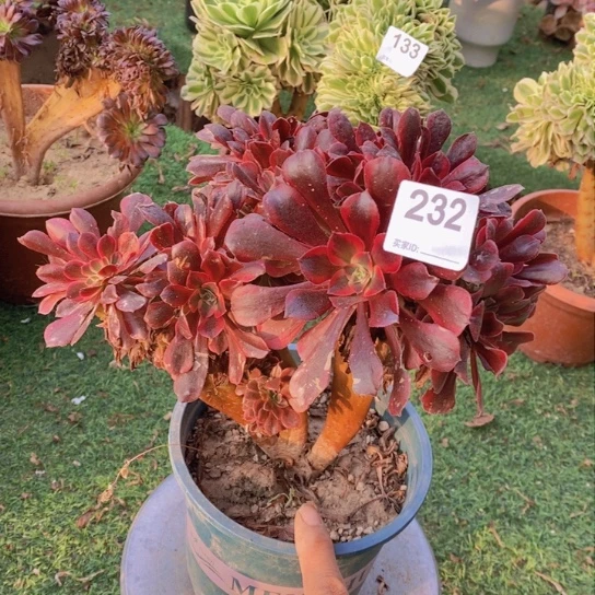 美杜莎缀化不包损232