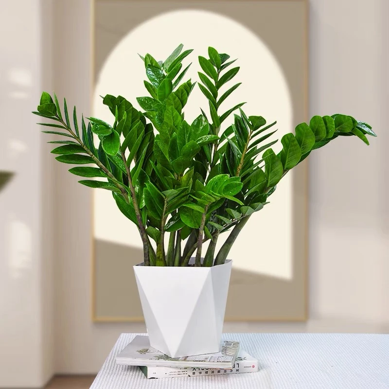 金钱树钱串子乔迁开业送礼净化空气吸甲莫醛易活好养好摆放ks