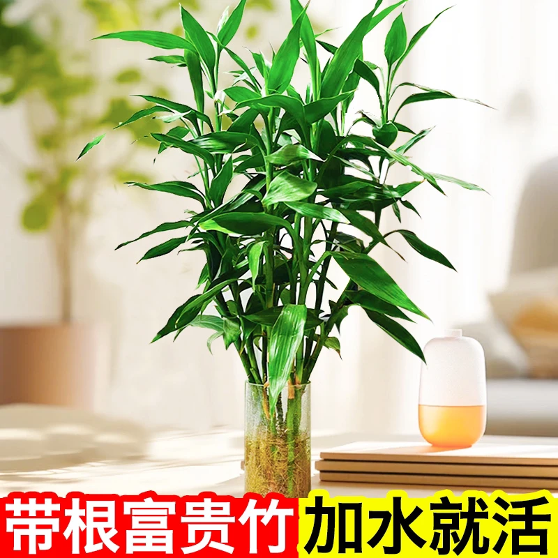 美烁【带跟富贵竹】好活好养易活懒人水培植物加水桌面花卉绿植
