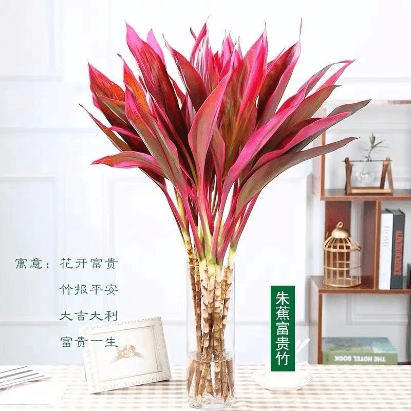 鸿运竹富贵竹花开节节高花卉绿植好养易活水培植物桌摆办公居家