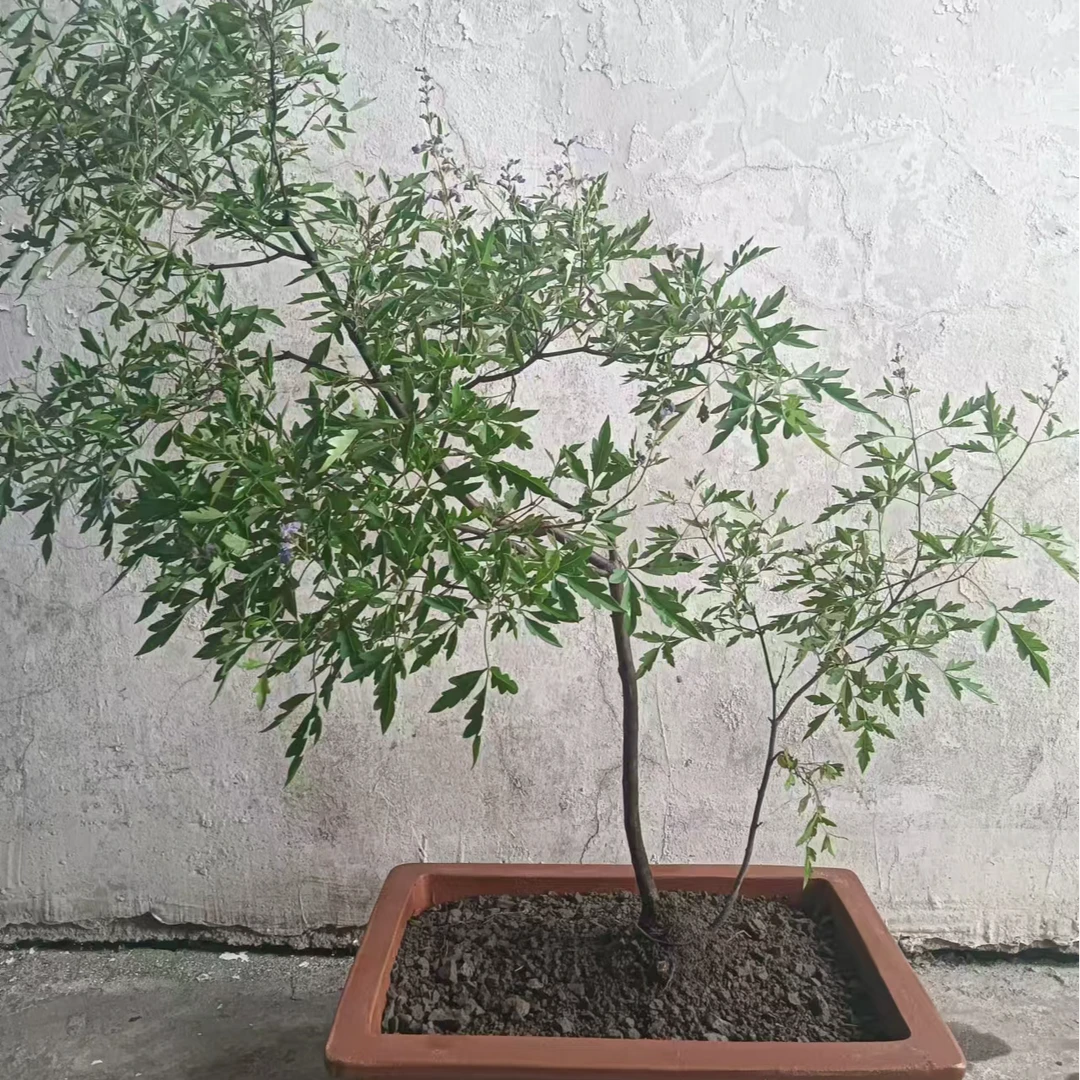 黄荆盆景，图片仅供参考