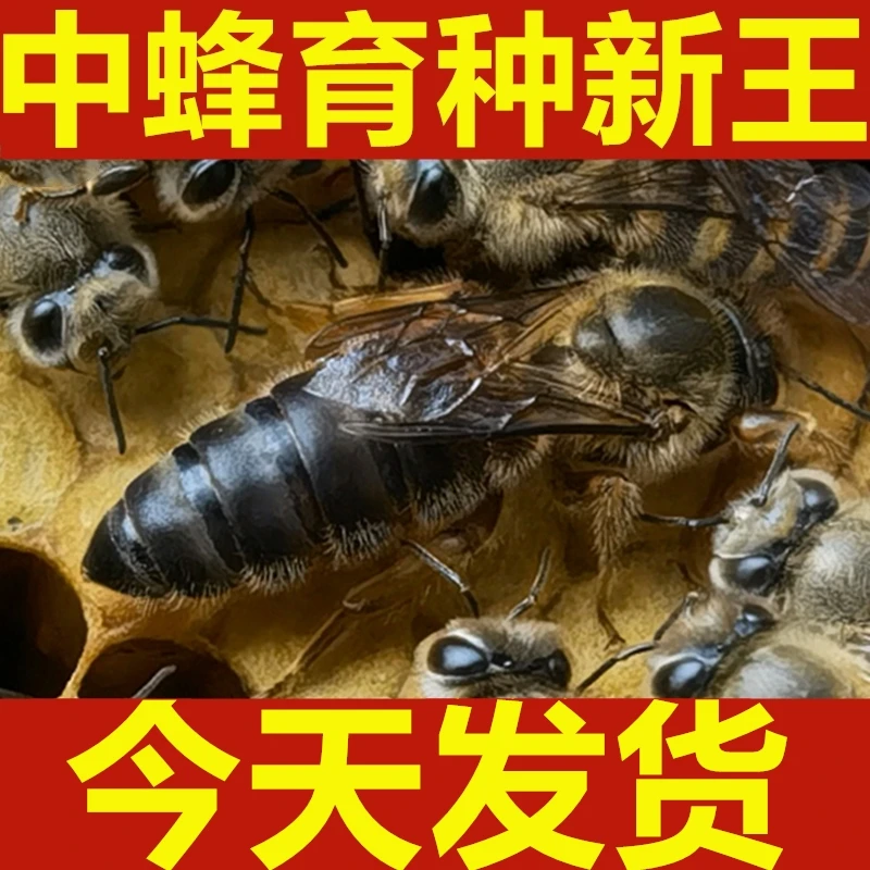 中蜂王蜂王种阿坝高产王杂交王台开产交尾处女产卵土双色本地广东