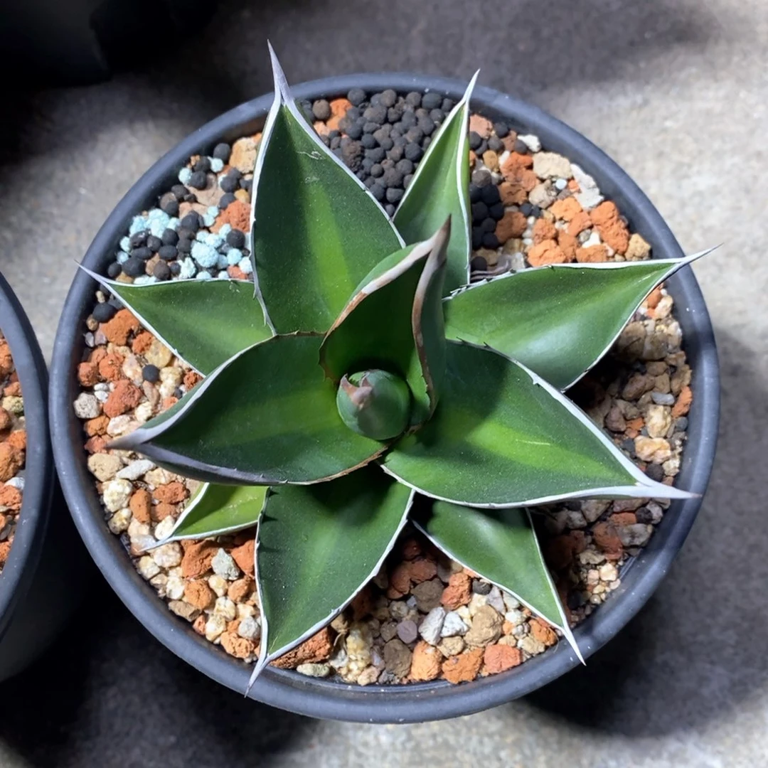 青皮帝释天阿巴阿巴