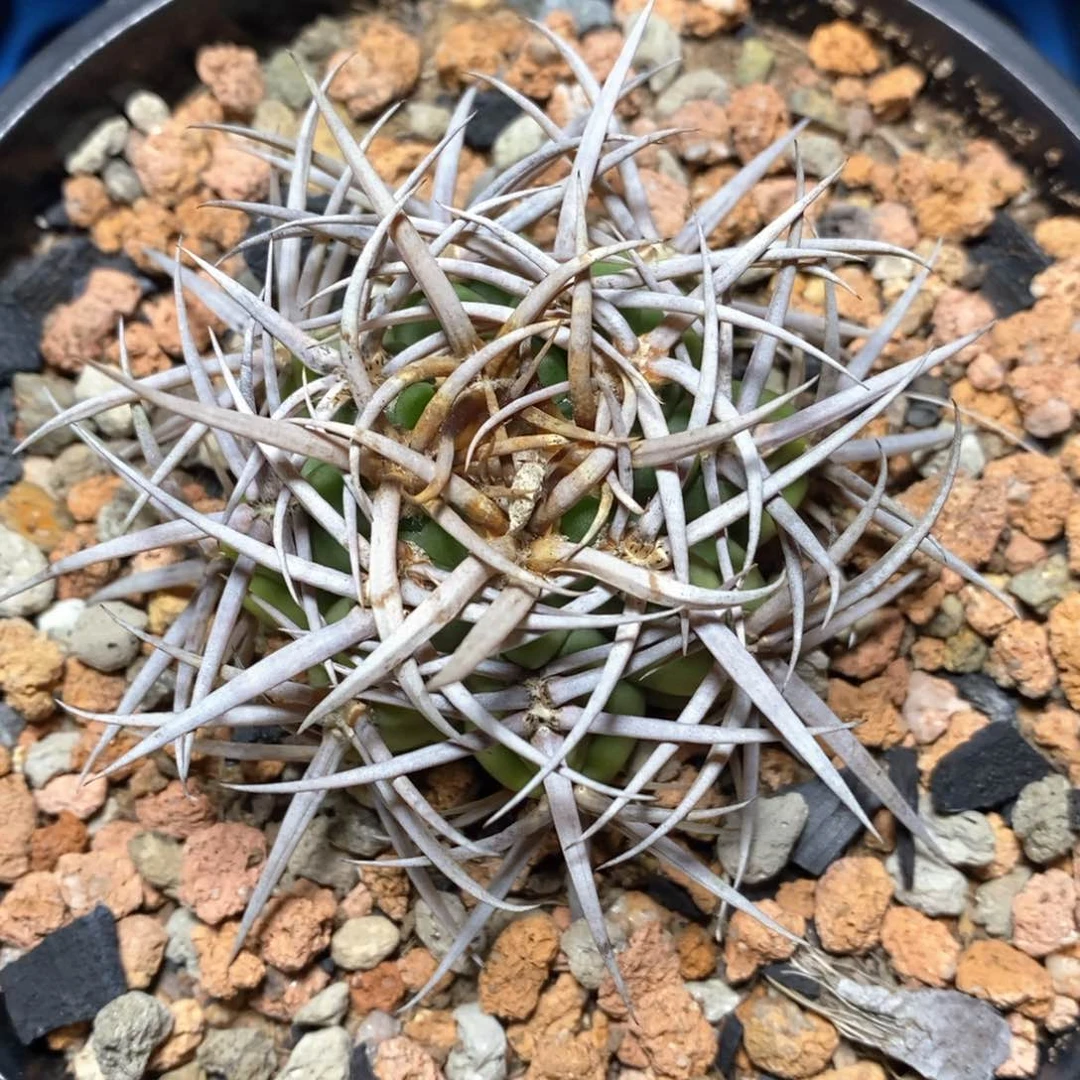 实生日系狂豪刺碧岩玉8