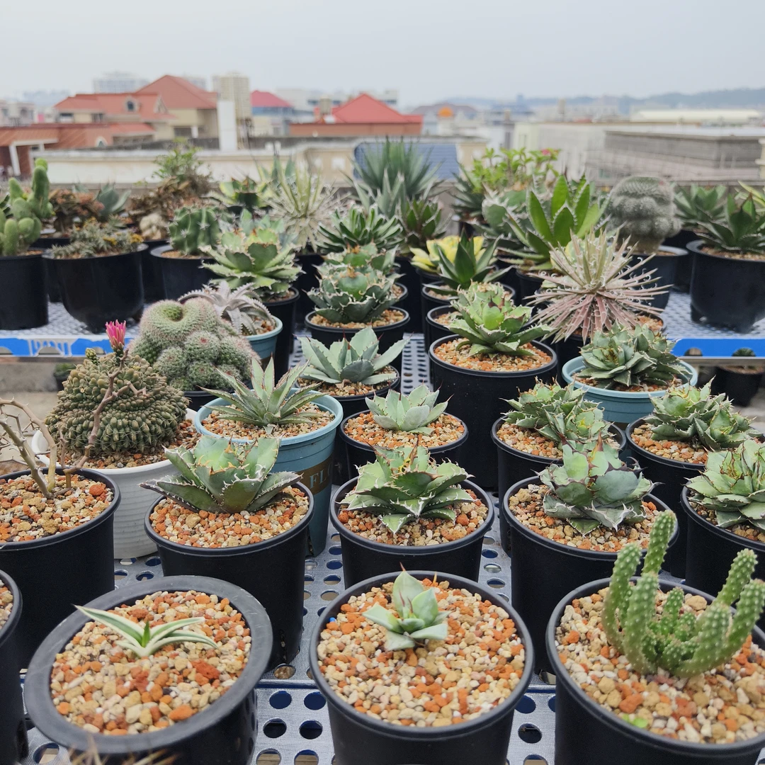 海岛多肉 仙人球龙舌兰露养多肉植物仁王冠 庭院美观沙生植物