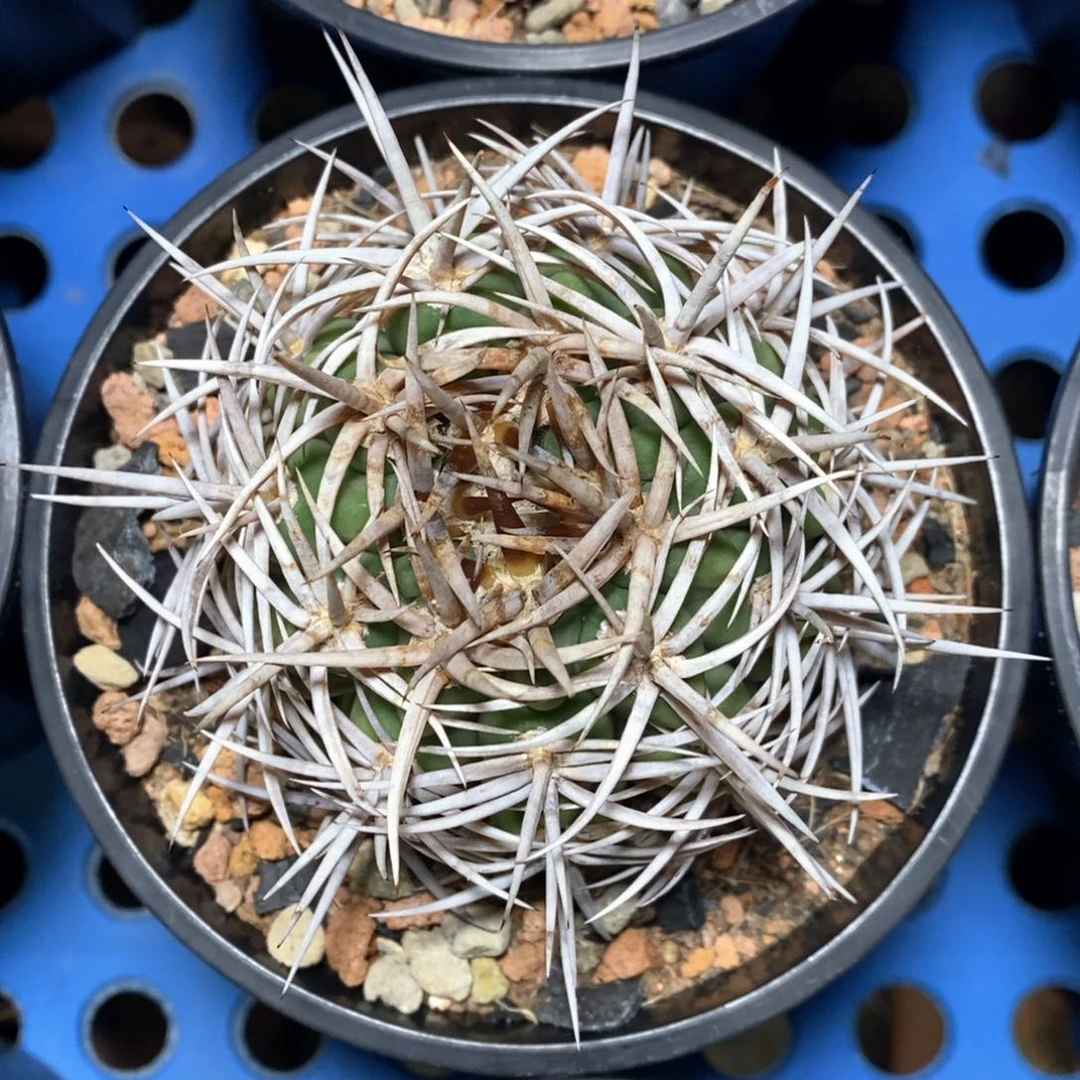 实生日系狂豪刺碧岩玉5