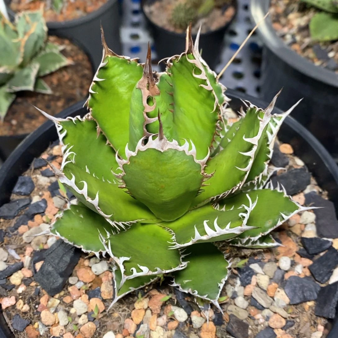 强密刺霍利达，越大越霸气