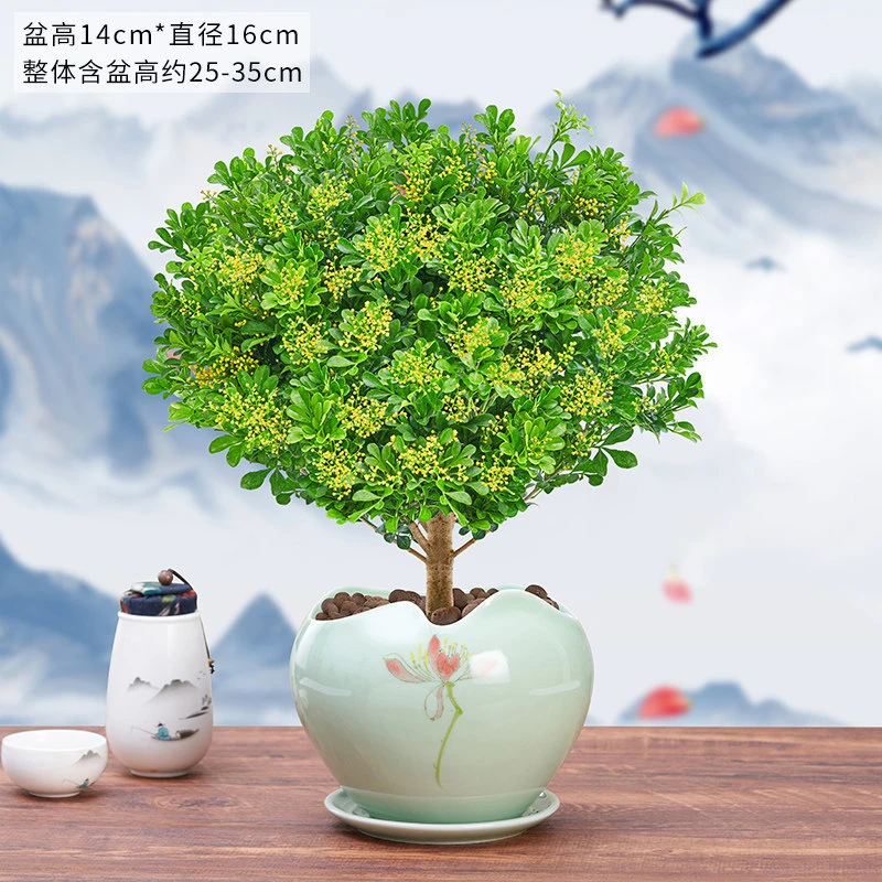 香水米兰花盆栽花卉植物室内四季开花带花苞老桩家里易活