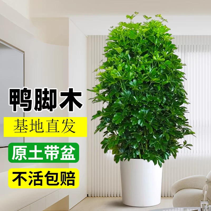 八方来财鸭脚木四季常青室内阳台桌面绿植盆栽花卉发财树苗七叶莲