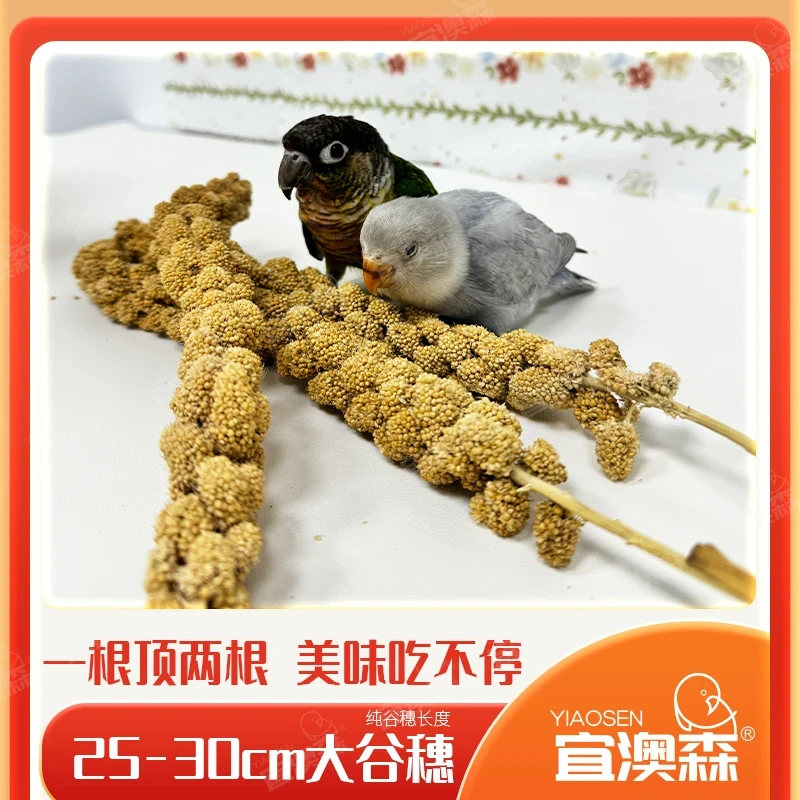 出口级内蒙新鲜大谷穗天然小米穗鹦鹉零食带壳谷子鸟粮仓鼠粮饲料