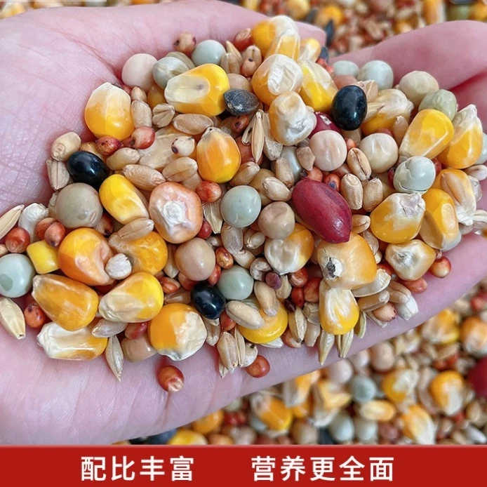 5斤鸽子粮有玉米鸽粮食营养饲料鸟食信鸽观赏鸽肉鸽幼鸽成鸽粮