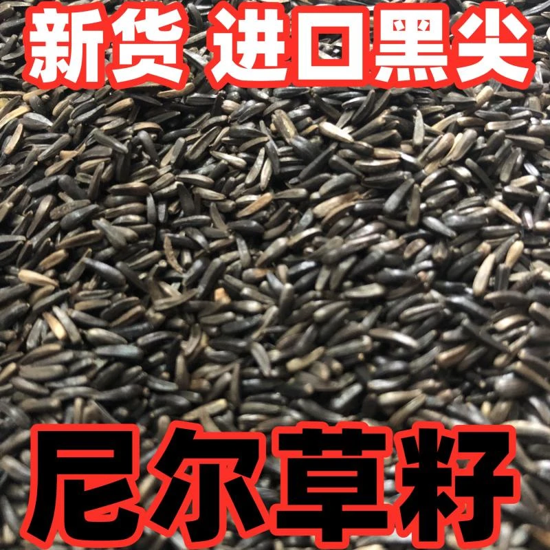 鹦鹉黑尖鸟食尼日尔草籽提性亮羽玉鸟芙蓉鸟金黄麻料鸟粮鸟饲料