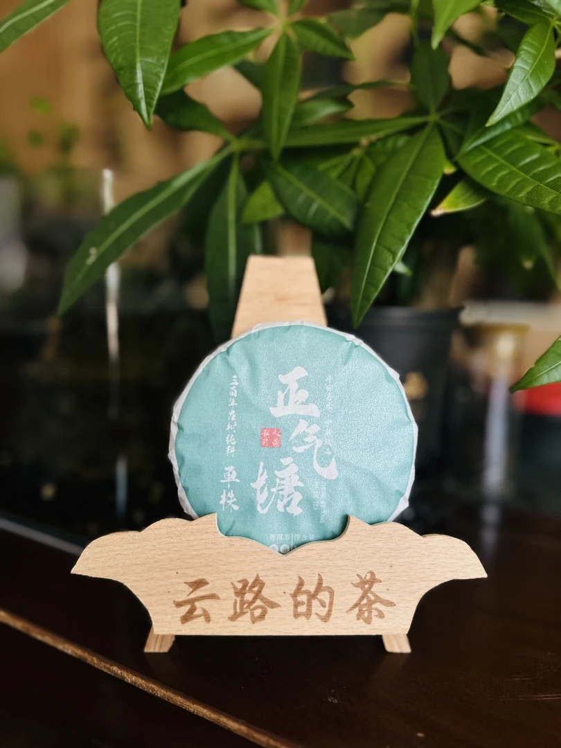 【高货】2023年正气塘单珠古树头春头采山头纯料普洱生茶好茶