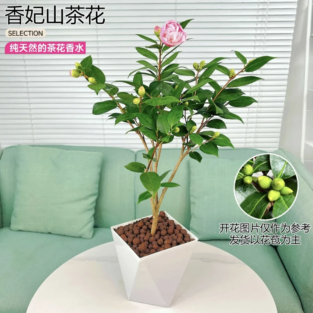 香妃山茶花盆栽办公室内外阳台绿植好养活鲜花植物带花苞四季花卉