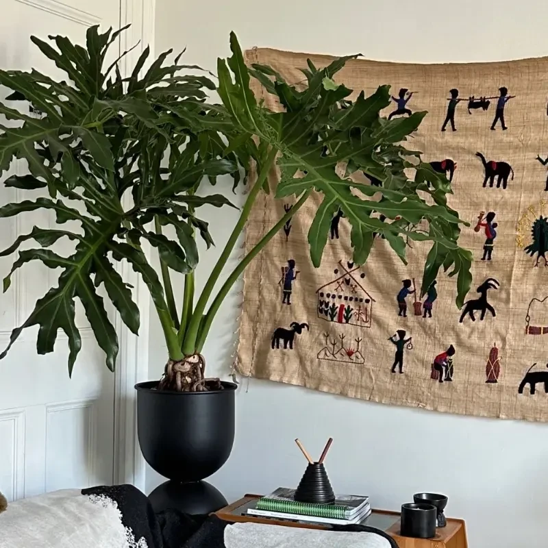 羽裂蔓绿绒绿植盆栽花卉室内易养活无土水培植物室内好养