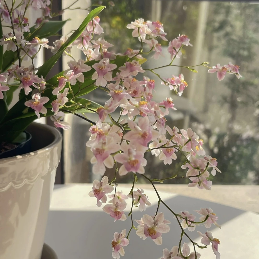 文心兰盆栽带花苞香水梦香兰绿植室内年宵花卉名贵兰花好养活植物