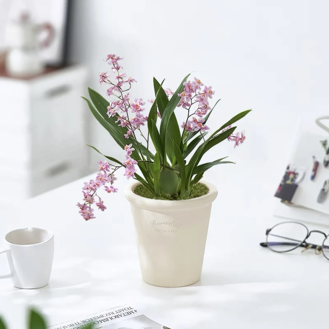 文心兰盆栽梦香兰带花剑开花植物兰花苗彩色花卉带香味室内好养活