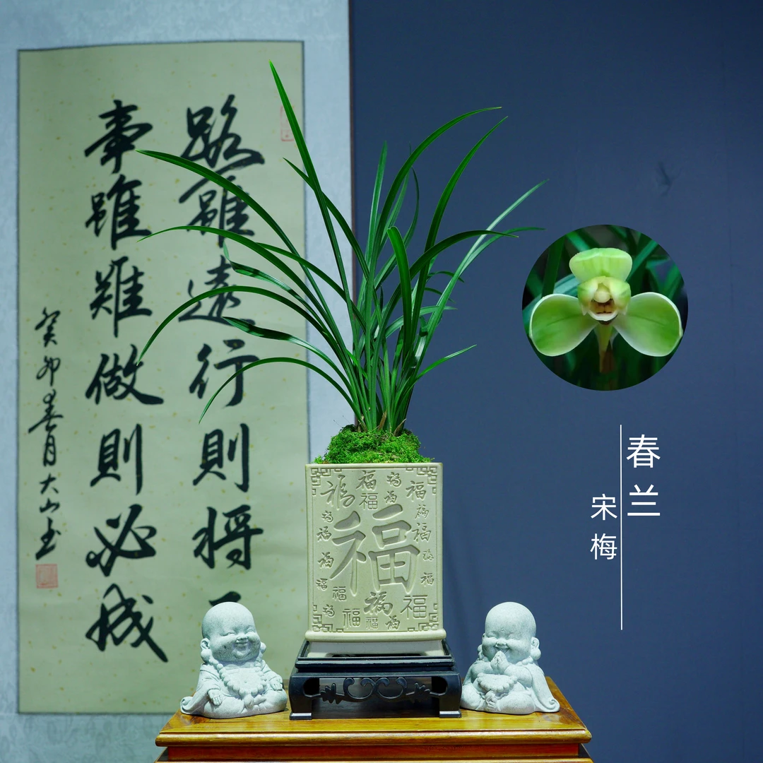 春兰老八种宋梅裸苗发货不带盆