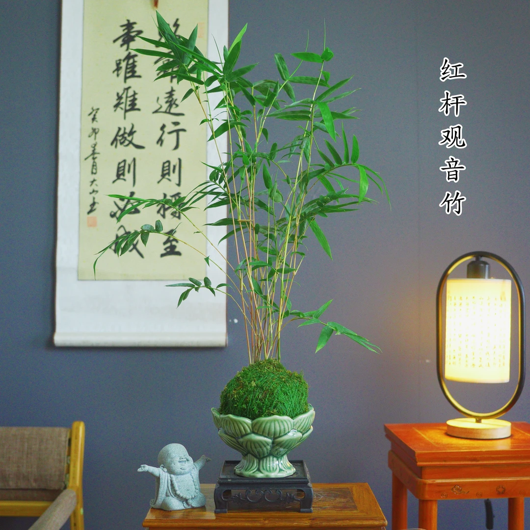 水培苔藓球鸿运竹3-4杆 室内盆栽养护迷你翠绿盆栽茶桌竹子