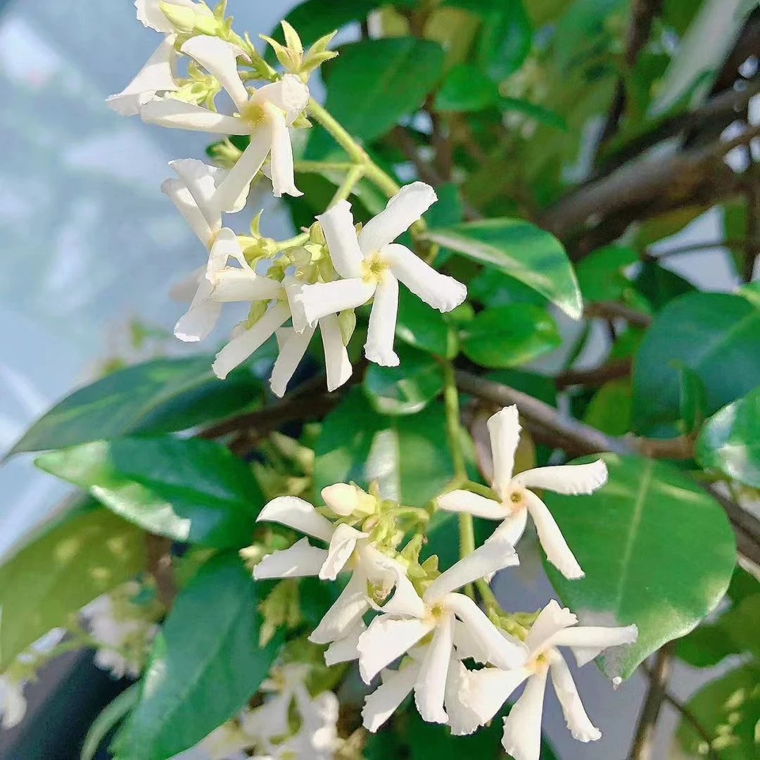 风车茉莉爬藤植物耐阴耐寒庭院阳台种植四季常青多年生浓香型花卉