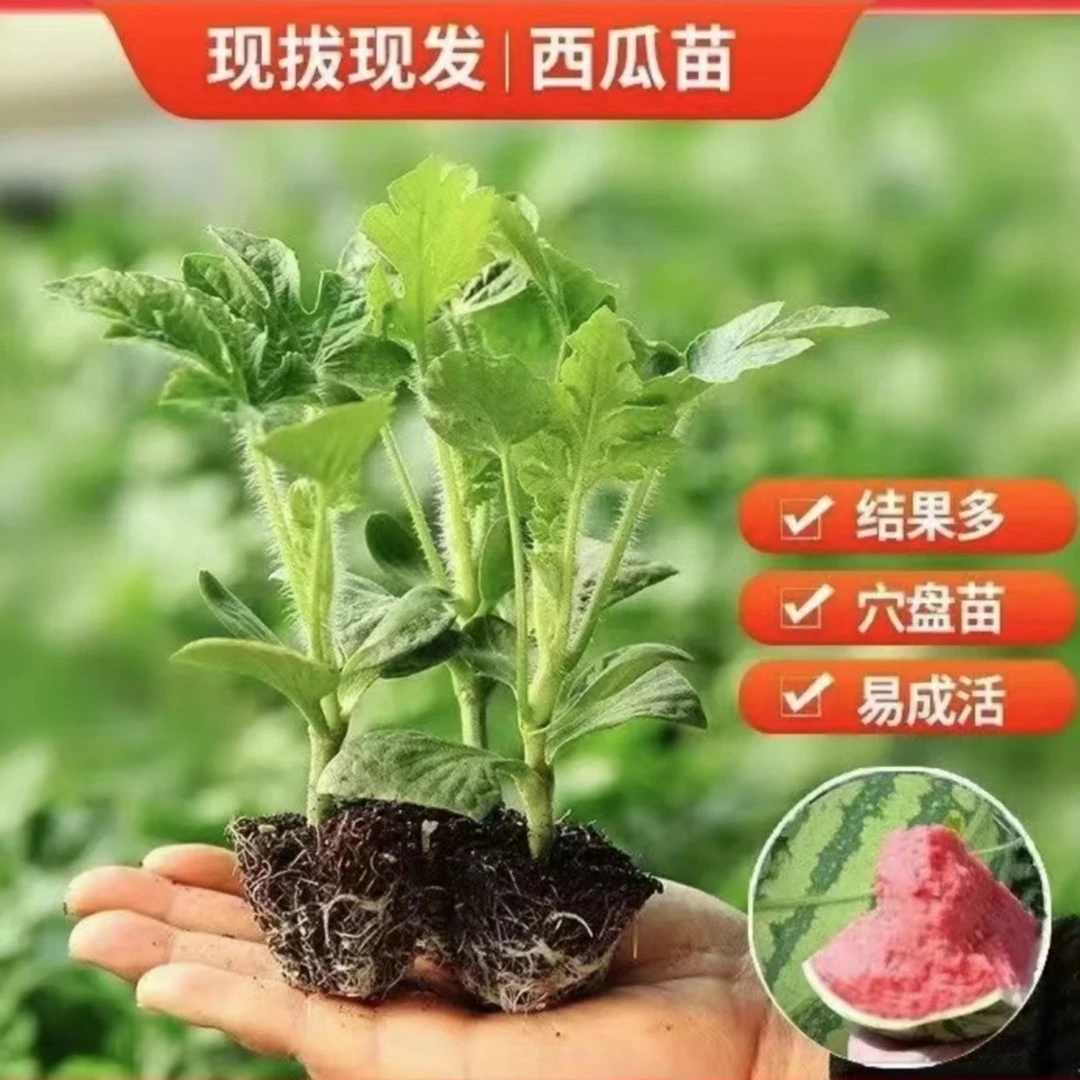 【西瓜苗】西瓜苗麒麟西瓜甜王西瓜懒汉西瓜超甜皮薄汁水多春季