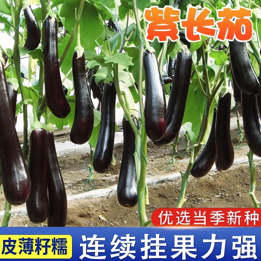 【茄子苗】高产茄子苗抗病皮薄肉质细嫩紫黑长茄线茄圆茄春天种植