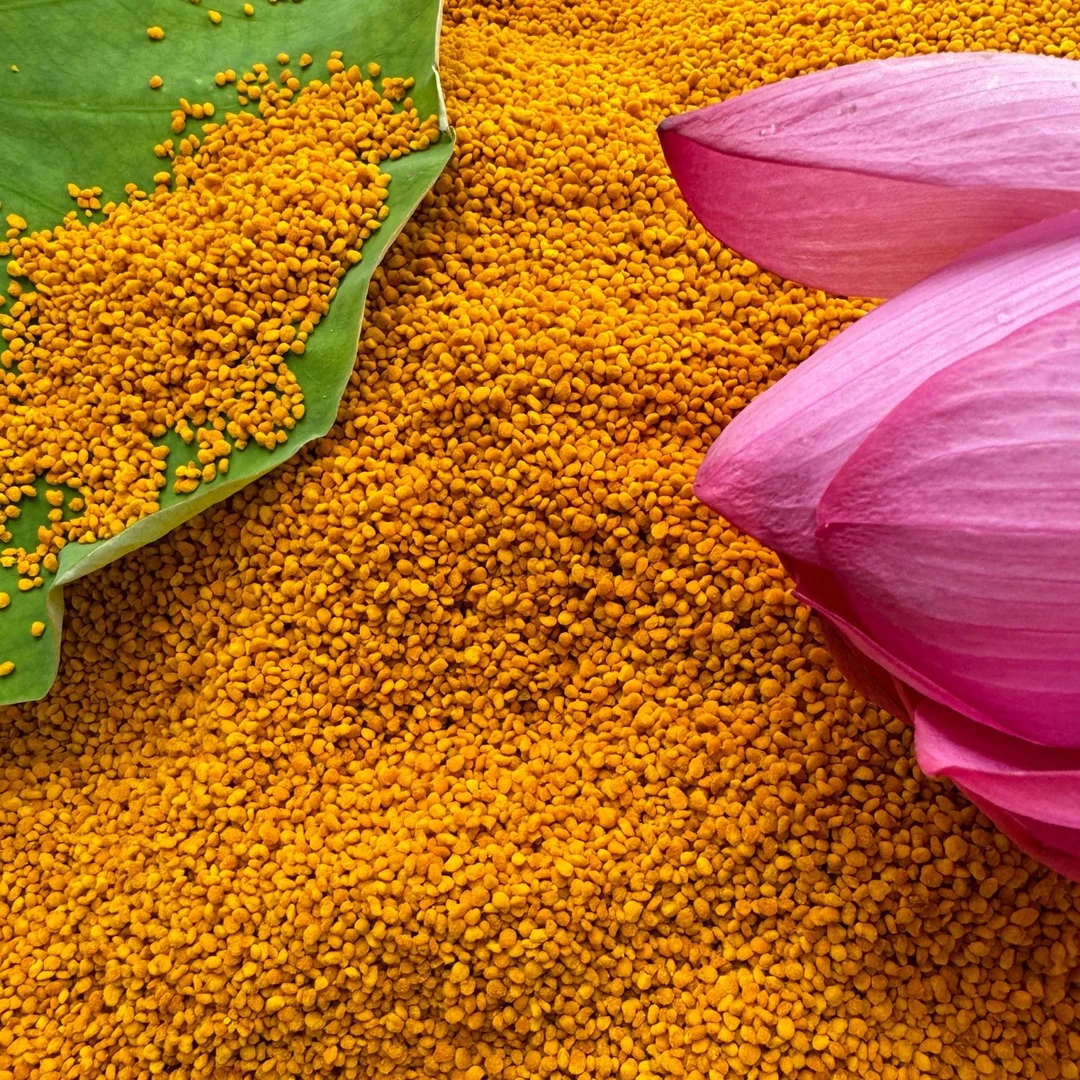 新鲜农家食用荷花粉大瓶装