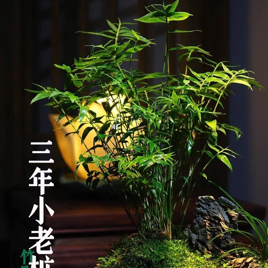 苔藓球红观音竹子植物米竹造型观叶盆景室内桌面观赏竹子盆栽