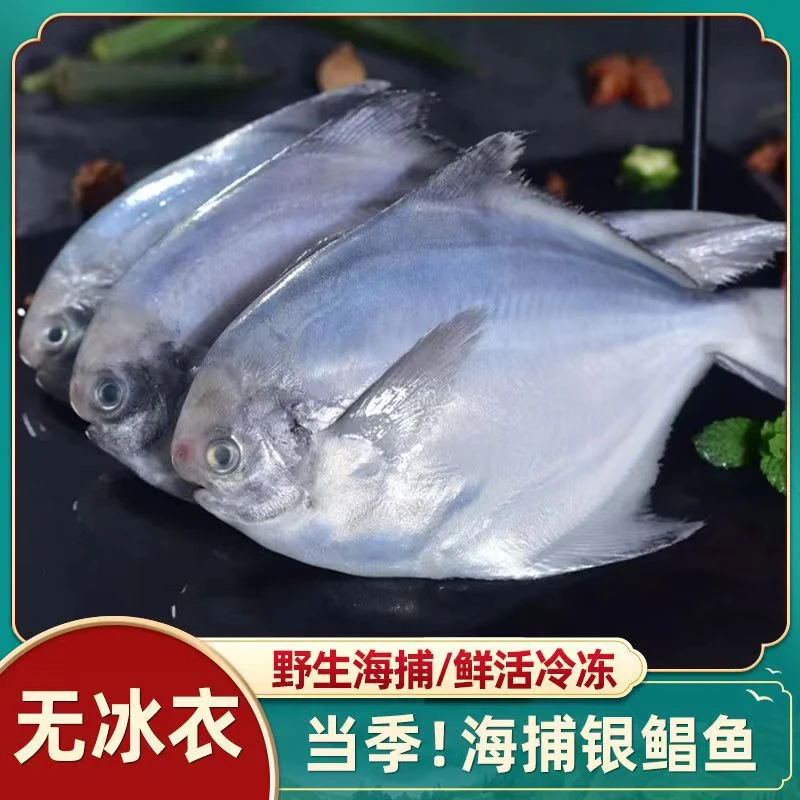 林蓝螺新鲜银鲳鱼/海捕鲳鱼速冻锁鲜肉质鲜嫩当季海捕/海鲜水产