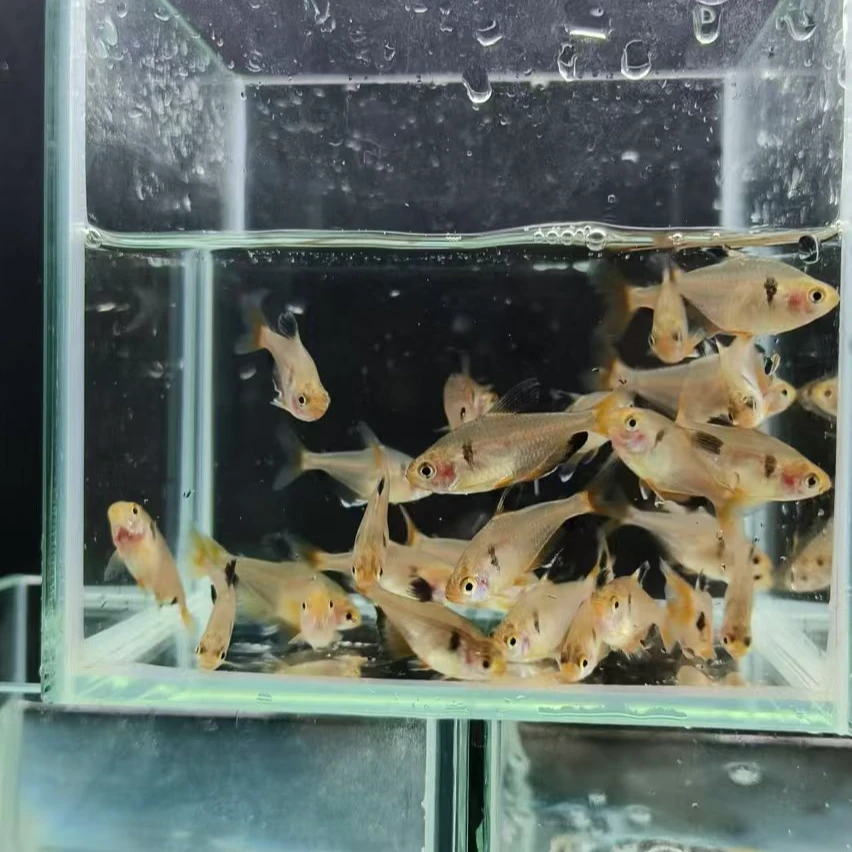 玫瑰扯旗鱼小鱼观赏鱼活体水草缸饲养耐活小鱼新手好养扯旗鱼包邮