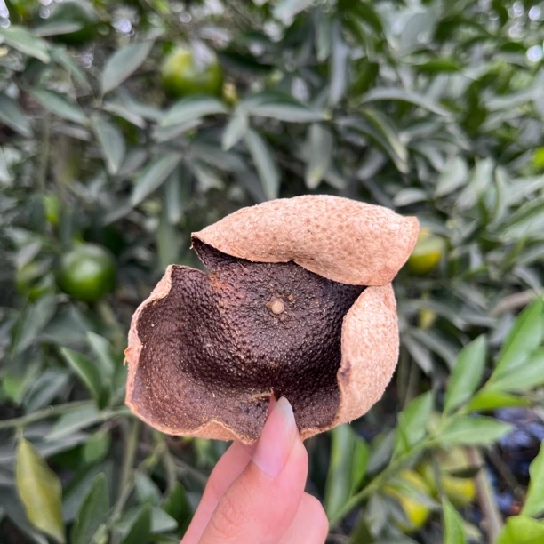 【2017年天禄圈枝薄荷香青皮】新会自然干仓陈皮天然生晒