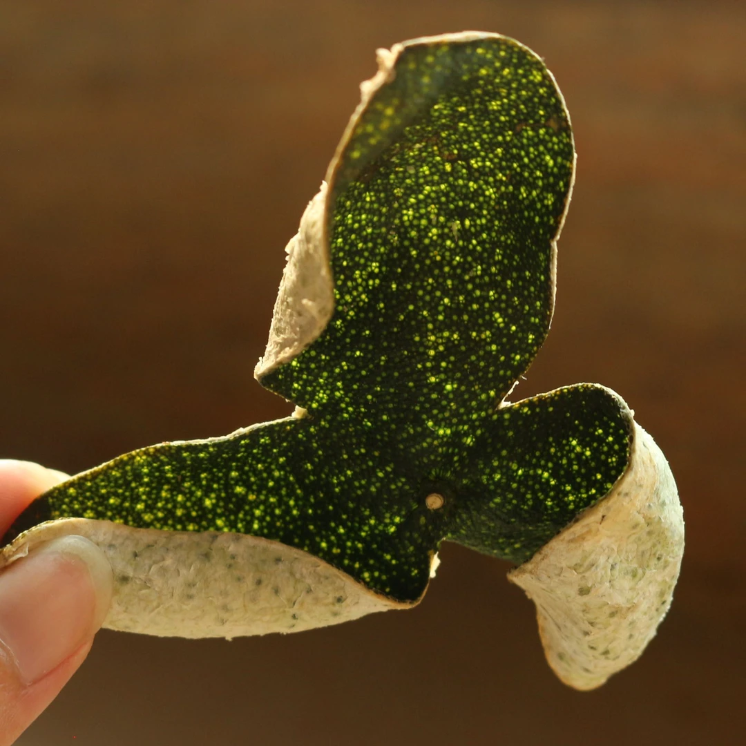 【2024年天马圈枝青皮】新会自然干仓陈皮天然生晒