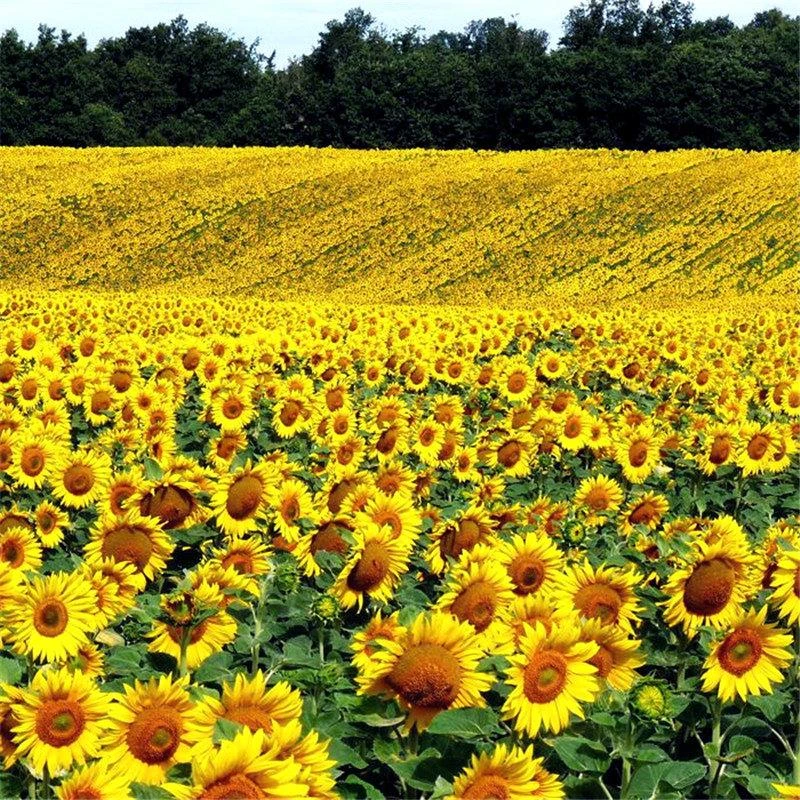 向日葵种孑观赏食用葵薄荷花种籽子盆栽满天星四季开花太阳花种子
