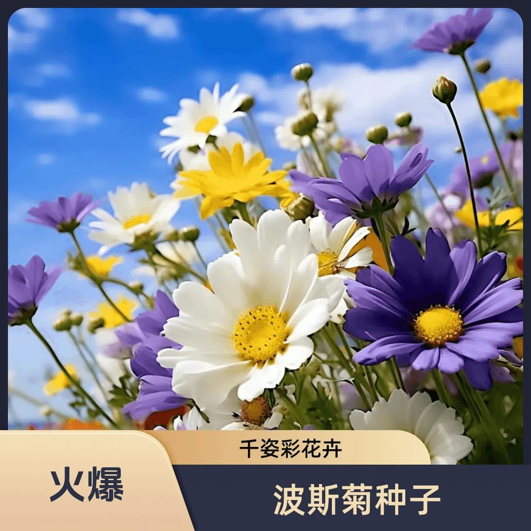 波斯菊花种子格桑花种籽子七彩四季开花易活花籽庭院野花组合种孑