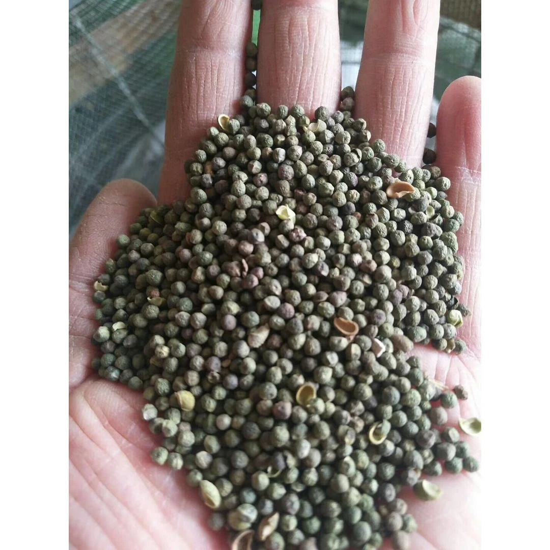 珍珠透骨草种子透骨草中药材种子药材种子供应透骨草中药材种籽