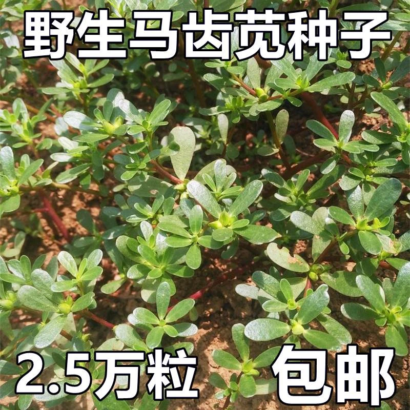 马齿苋种子荠菜种子大全农家四季大叶春野菜种籽食用荠荠菜种籽孑