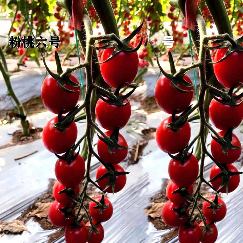 桃粉六号千禧樱桃番茄种子桃红色千禧小番茄种籽四季播种番茄种籽